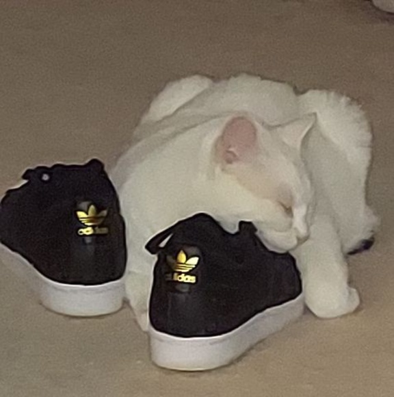 Meet your Posher, Desiree - Picture 1 of 1